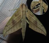 Xylophanes anubus (Lepidoptera, Sphingidae, Macroglossinae). Fotografía: Sebastián Berrío
