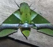 Oryba kadeni (Lepidoptera, Sphingidae, Macroglossinae). Fotografía: Julián Bolívar