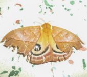 Automeris sp. 1 (Lepidoptera, Saturniidae, Hemileucinae). Fotografía: Sebastián Berrío