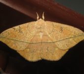 Lonomia sp. (Lepidoptera, Saturniidae) - Bioexploradores