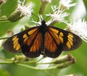 Actinote pellenea Actinote pellenea (Lepidoptera, Nymphalidae, Heliconiinae, Acraeini). Fotografía: Sebastián Berrío