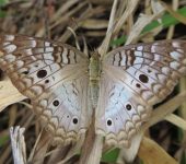 Anartia jatrophae Anartia jatrophae / Princesa ceniza / White Peacock (Lepidoptera, Nymphalidae, Nymphalinae, Victorinini). Fotografía: Sebastián Berrío