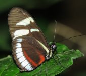 Heliconius cydno cydnides Heliconius cydno cydnides / Cydno Longwing (Lepidoptera, Nymphalidae, Heliconiinae, Heliconiini). Fotografía: Sebastián Berrío