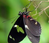 Heliconius doris Heliconius doris / Doris alas largas / Doris Longwing (Lepidoptera, Nymphalidae, Heliconiinae, Heliconiini). Fotografía: Sebastián Berrío