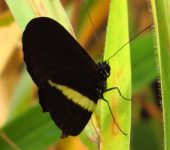 Heliconius erato chestertonii Heliconius erato chestertonii / Mariposa de bandas carmesí / Chesterton's Small Postman (Lepidoptera, Nymphalidae, Heliconiinae, Heliconiini). Fotografía: Sebastián Berrío