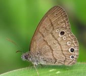 Hermeuptychia sp. Hermeuptychia sp. (Lepidoptera, Nymphalidae, Satyrinae, Satyrini). Fotografía: Sebastián Berrío