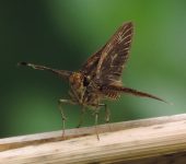 Callimormus sp. Callimormus sp. (Lepidoptera, Hesperiidae, Hesperiinae, Moncini). Fotografía: Sebastián Berrío