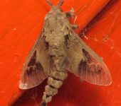 Oiketicus kirbyi Oiketicus kirbyi (Lepidoptera, Psychidae) - Cargapalitos