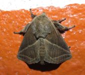 Natada sp. (Lepidoptera, Limacodidae, Limacodinae). Fotografía: Sebastián Berrío