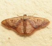Idaea sp. 3 (Lepidoptera, Geometridae)