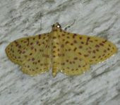 Polygrammodes eleuata (Lepidoptera, Crambidae, Spilomelinae, Margaroniini). Fotografía: Sebastián Berrío