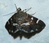 Hymenia perspectalis (Lepidoptera, Crambidae, Spilomelinae, Hymeniini). Fotografía: Sebastián Berrío