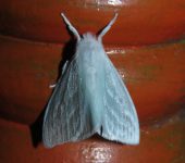 Caviria sp. (Lepidoptera, Erebidae, Lymantriinae, Lymantriini). Fotografía: Sebastián Berrío
