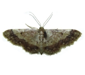 Idaea sp. 1 (Lepidoptera, Geometridae, Sterrhinae, Sterrhini). Fotografía: Sebastián Berrío