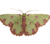 Synchlora gerularia (Lepidoptera, Geometridae, Geometrinae, Synchlorini). Fotografía: Sebastián Berrío