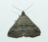 Tetanolita sp. (Lepidoptera, Erebidae, Herminiinae). Fotografía: Sebastián Berrío