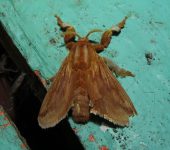 Perola sp. (Lepidoptera, Limacodidae, Limacodinae). Fotografía: Sebastián Berrío