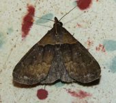 Lascoria sp. (Lepidoptera, Erebidae, Herminiinae). Fotografía: Sebastián Berrío