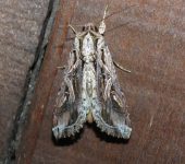 Spodoptera dolichos (Lepidoptera, Noctuidae, Noctuinae, Prodeniini). Fotografía: Sebastián Berrío