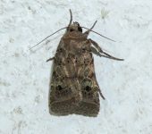 Orthodes sp. (Lepidoptera, Noctuidae, Noctuinae, Eriopygini). Fotografía: Sebastián Berrío