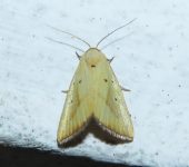 Marimatha sp. (Lepidoptera, Noctuidae, Eustrotiinae). Fotografía: Sebastián Berrío