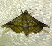 Dysodia sp. 1 (Lepidoptera, Thyrididae, Thyridinae). Fotografía: Sebastián Berrío