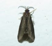 Cryptothelea sp. Cryptothelea sp. (Lepidoptera, Psychidae, Oiketicinae). Fotografía: Sebastián Berrío