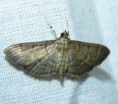 Herpetogramma sp. (Lepidoptera, Crambidae, Spilomelinae, Herpetogrammatini). Fotografía: Sebastián Berrío