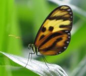 Ceratinia tutia Ceratinia tutia / Mariposa querubín / Yellow-tipped Ticlear (Lepidoptera, Nymphalidae, Danainae, Ithomiini). Fotografía: Sebastián Berrío