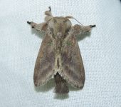 Euclea norba (Lepidoptera, Limacodidae, Limacodinae). Fotografía: Sebastián Berrío