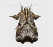 Callopistria floridensis (Lepidoptera, Noctuidae, Eriopinae). Fotografía: Sebastián Berrío
