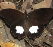 Mygona irmina Mygona irmina / White-patched Satyr (Lepidoptera, Nymphalidae, Satyrinae, Satyrini). Fotografía: Sebastián Berrío
