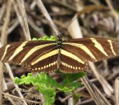 Heliconius charithonia Heliconius charithonia / Mariposa cebra / Zebra Longwing (Lepidoptera, Nymphalidae, Heliconiinae, Heliconiini). Fotografía: Sebastián Berrío