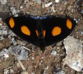 Catonephele numilia Catonephele numilia / Mariposa puntos de fuego / Spotlight Catone (Lepidoptera, Nymphalidae, Biblidinae, Catonephelini). Fotografía: Sebastián Berrío