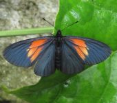 Actinote ozomene Actinote ozomene / Lamplight Actinote (Lepidoptera, Nymphalidae, Heliconiinae, Acraeini). Fotografía: Sebastián Berrío