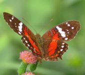 Anartia amathea Anartia amathea / Princesa roja / Scarlet Peacock (Lepidoptera, Nymphalidae, Nymphalinae, Victorinini). Fotografía: Sebastián Berrío