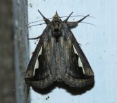 Didugua asymetrica (Lepidoptera, Notodontidae, Nystaleinae). Fotografía: Sebastián Berrío