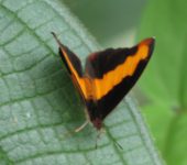 Catonephele nyctimus Catonephele nyctimus (Lepidoptera, Nymphalidae, Biblidinae, Catonephelini). Fotografía: Sebastián Berrío
