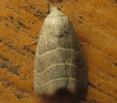 Bagisara sp. (Lepidoptera, Noctuidae, Bagisarinae). Fotografía: Sebastián Berrío