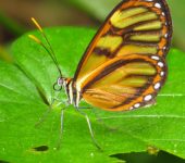 Ithomia iphianassa Ithomia iphianassa / Iphinassa Clearwing (Lepidoptera, Nymphalidae, Danainae, Ithomiini). Fotografía: Sebastián Berrío