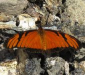 Dione juno Dione juno / Pasionaria de alas largas / Juno Longwing (Lepidoptera, Nymphalidae, Heliconiinae, Heliconiini). Fotografía: Sebastián Berrío