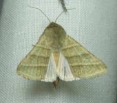 Chloridea sp. (Lepidoptera, Noctuidae, Heliothinae). Fotografía: Sebastián Berrío