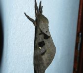 Pseudodalaca sp. 2 Pseudodalaca sp. 2 (Lepidoptera, Hepialidae)