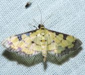 Ategumia sp. (Lepidoptera, Crambidae, Spilomelinae, Nomophilini). Fotografía: Sebastián Berrío