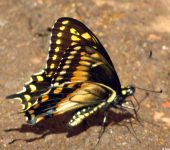 Papilio polyxenes americus / Cola de golondrina negra / Black Swallowtail (Lepidoptera, Papilionidae, Papilioninae, Papilionini). Fotografía: Sebastián Berrío