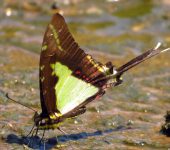Eurytides dioxippus / Thick-borded Kite (Lepidoptera, Papilionidae, Papilioninae, Leptocircini). Fotografía: Sebastián Berrío