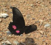 Heraclides anchisiades (Lepidoptera, Papilionidae, Papilioninae, Papilionini). Fotografía: Sebastián Berrío