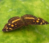 Anthanassa drusilla Anthanassa drusilla / Lunita de parche naranja / Orange-patched Crescent (Lepidoptera, Nymphalidae, Nymphalinae, Melitaeini). Fotografía: Sebastián Berrío