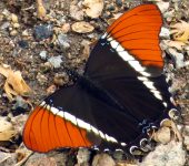 Siproeta epaphus Siproeta epaphus / Mariposa paje / Rusty-tipped Page (Lepidoptera, Nymphalidae, Nymphalinae, Victorinini). Fotografía: Sebastián Berrío