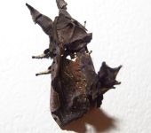 Langsdorfia sp. (Lepidoptera, Cossidae, Hypoptinae). Fotografía: Sebastián Berrío